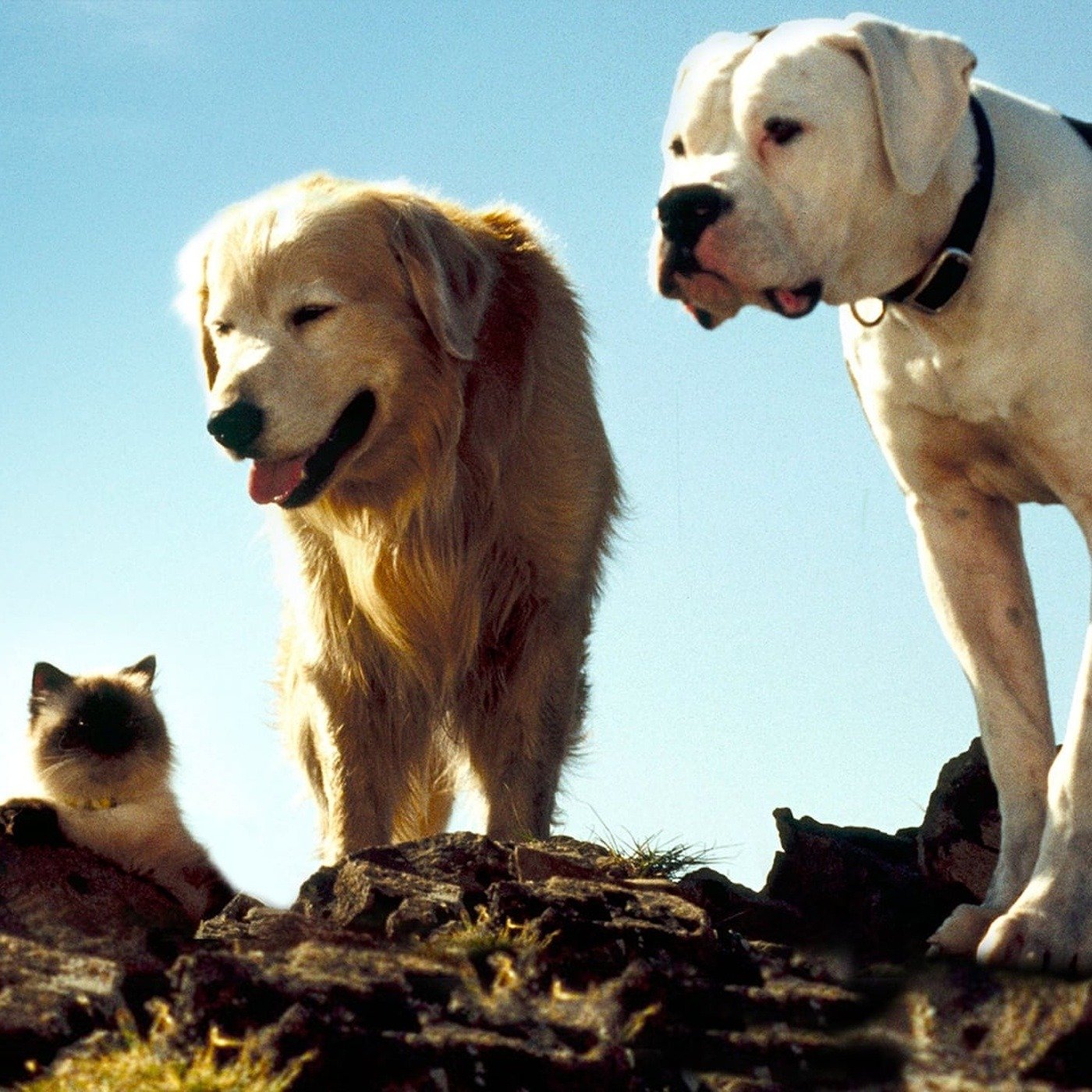 The 50+ Best Animal Movies For Kids